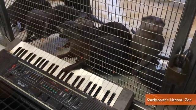 National Zoo Animals Play Musical Instruments And It's Super Weird