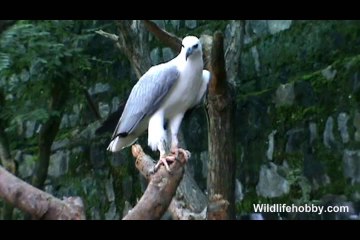 White-bellied Sea Eagle in Zoo