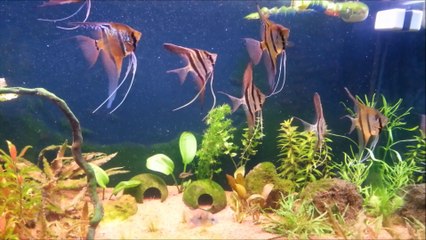 Peruvian and Orinoco Altum Tank
