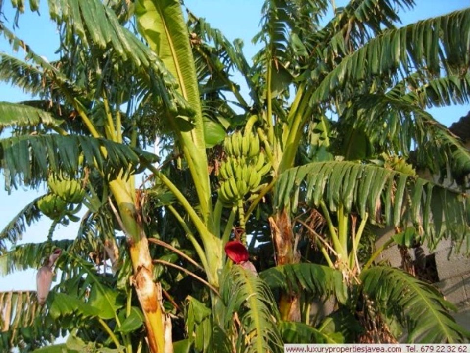 Villa for sale in Denia - Villa à vendre à Denia - Villa de lujo Denia