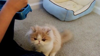 Çubuk İle Mama Yiyen Kedi