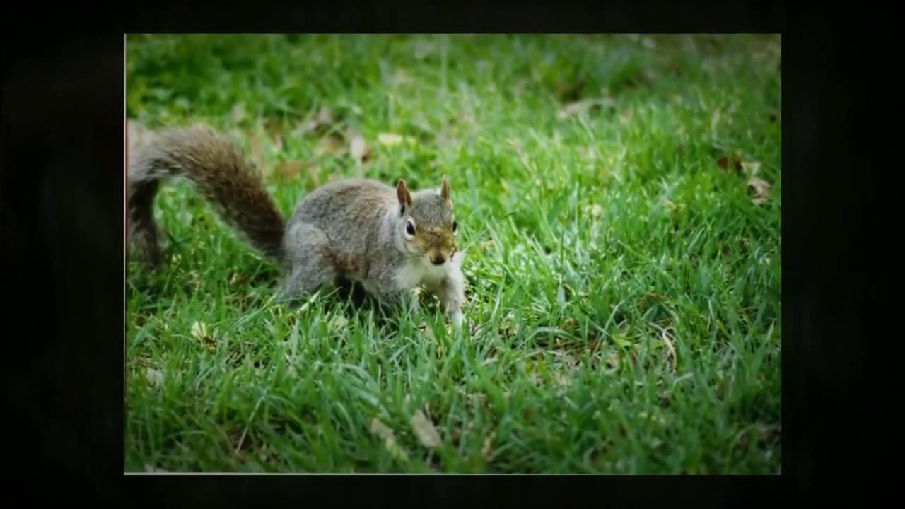 Free Computer Wallpapers - YouTube