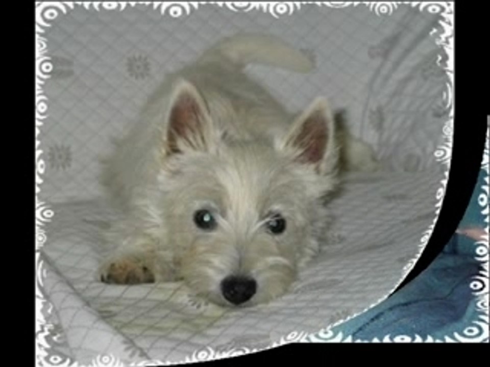 Les Westies de la Toutouteam