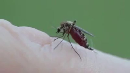 How Mosquito sucks blood ?