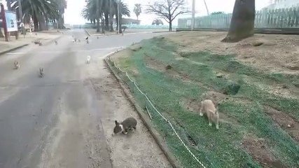 Gözlerinize İnanamayacaksınız