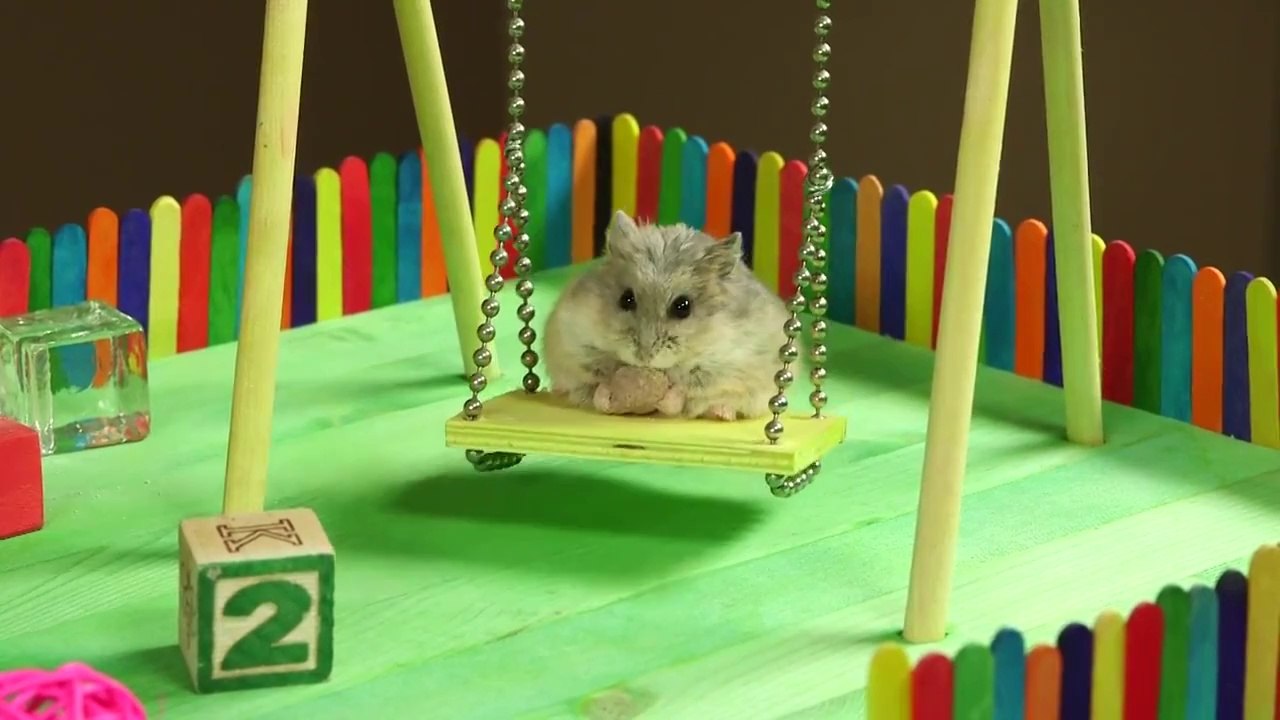 Petit Hamster dans son Aire de Jeux [HD]