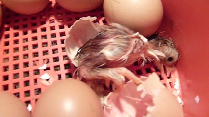 Naissance du poussin !