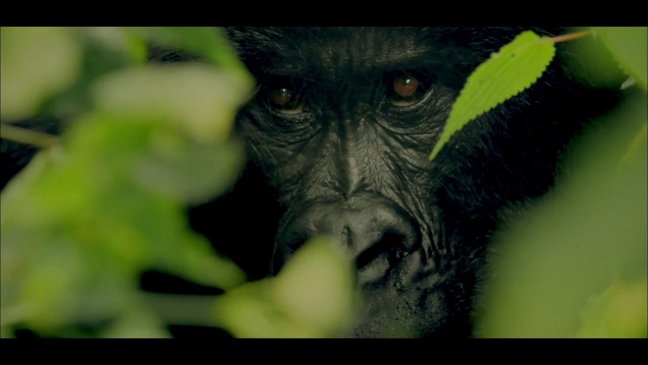 Congo : Virunga National Park
