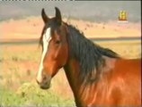 Doma y adopcion de caballos Mustang (USA)