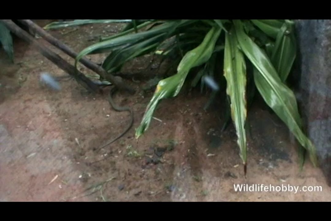 Scary Snake Movement