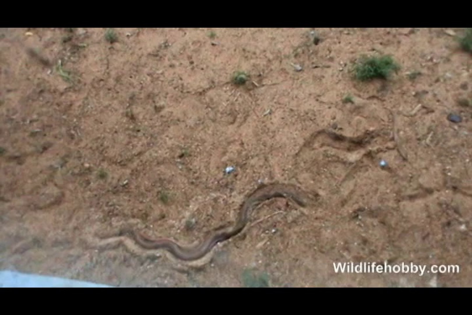⁣Soil Snake