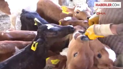 150 Buzağıyı Biberonla Besliyorlar