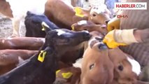 150 Buzağıyı Biberonla Besliyorlar