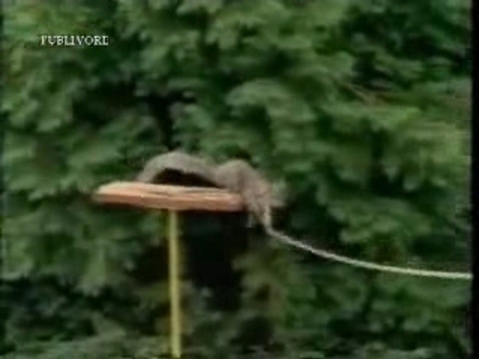 Ecureuil et le parcours combattant