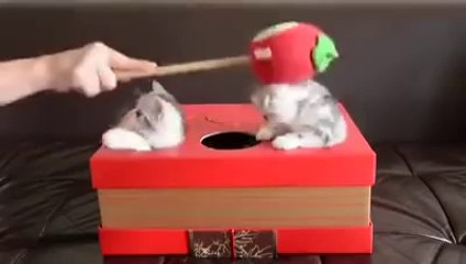 Kitten Whac-A-Mole