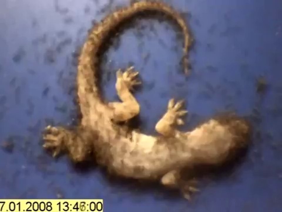 Ants_building_a_Gecko___Timelapse_Gecko_Video_Reverse