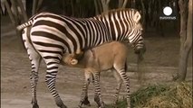 Video  Rare  zonkey , zebra-donkey baby, born naturally in Mexico