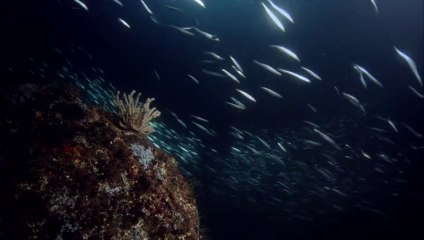 Humboldt Mürekkep Balıkları