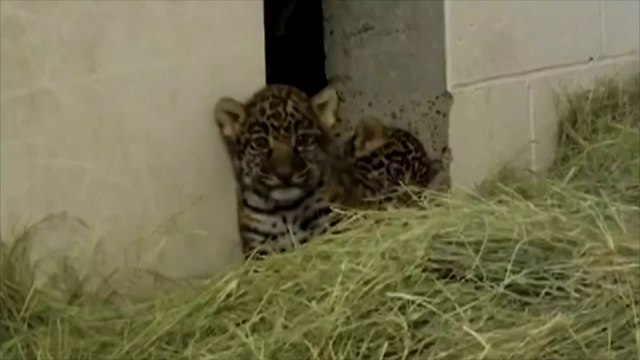Naissance de deux bébés jaguars dans un zoo de Californie