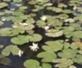 Nilüferler burada hayat buluyor