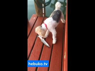 köpeğin aklını alan balık! köpek neye uğradığını şaşırıyor :)