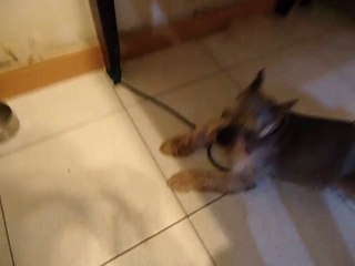 DOG doesn't want to be bothered