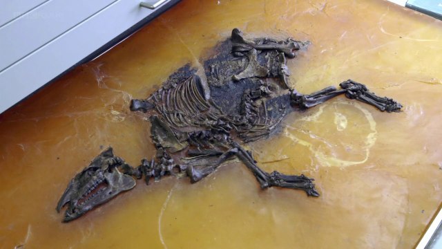 Fossil Wonderlands: Natures Hidden Treasures - The Mammal Hothouse (3 of 3)