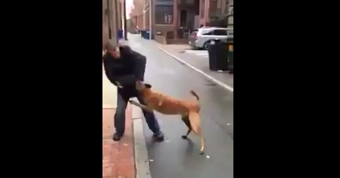 Çok İyi Eğitilmiş Köpek!