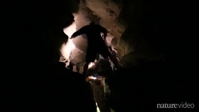 Indonesian cave art 'raises questions about early mankind': 40,000-year-old paintings are the oldest ever found in Asia .