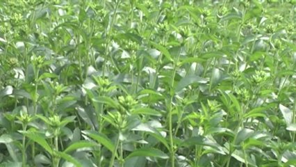 2014 Yaş Çay Sezonunda Sona Doğru