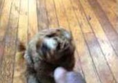 Hilarious Puppy Plays Dead