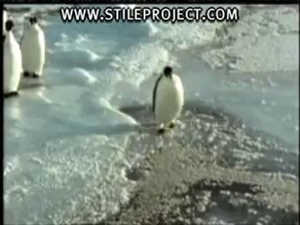 Stupid Penguin Funny
