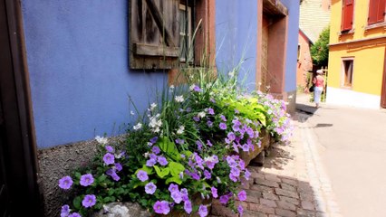 SAINT HIPPOLYTE HAUT KOENIGSBOURG NIEDERMORSCHWIHR
