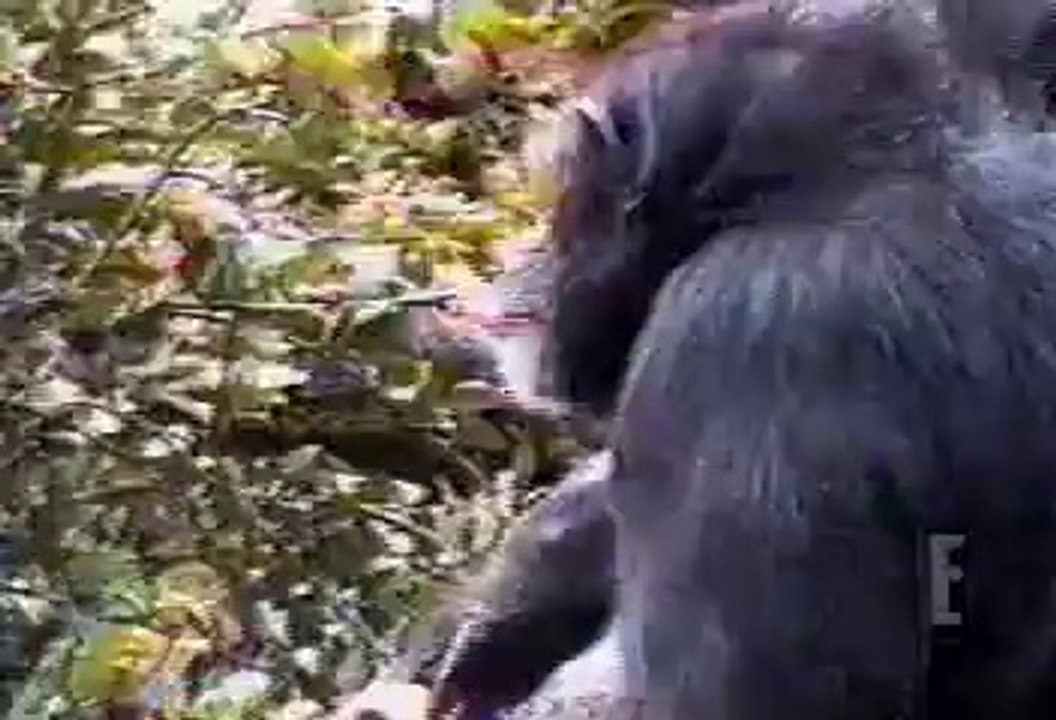 monkey smells his ass Funny