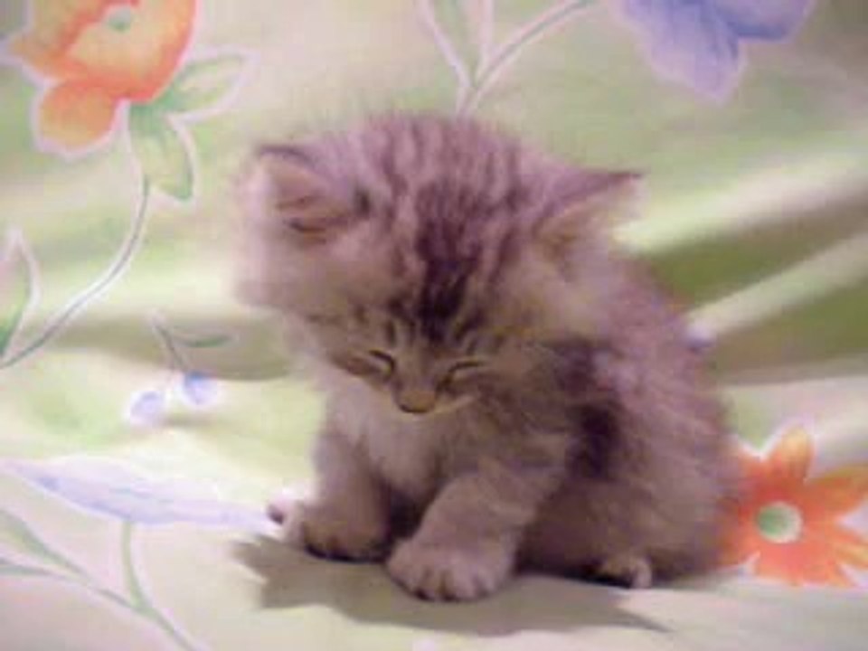 sleepy Funny