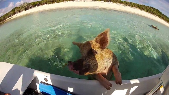 Des cochons sauvages agressifs sur Pig Island