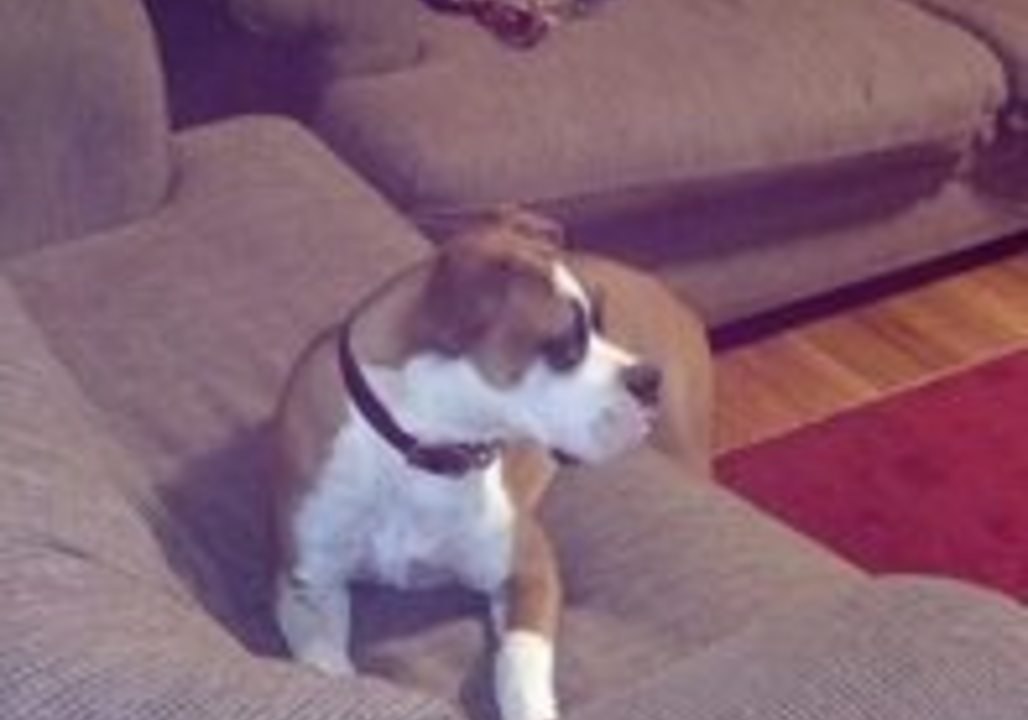 Boxer Dog Wants to Go on the Couch