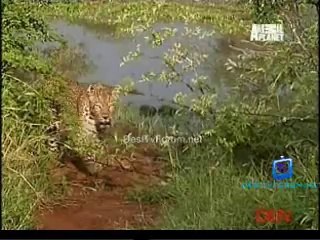 Be The Creature 9th October 2014 Video Watch Online Pt3