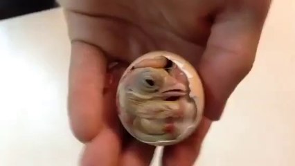 naissance du poussin