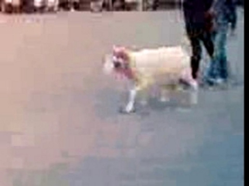 algerie combat de mouton a el-kala