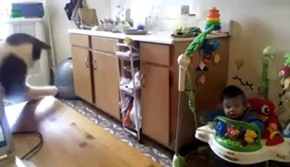 Adorable Babies Laughing at Cats - Funny Compilation 2013 - Vidéo Dailymotion