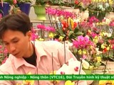Mô hình trồng thanh long xen cau hiệu quả kinh tế cao ở Nam Định