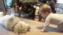 Cute babies and dogs playing together - Funny baby & dog compilation - Video Dailymotion