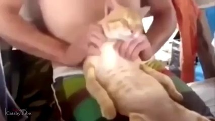 Funny Cats Compilation ~ Cute Cat Videos ~ Best Fail Kittens Compilations - Video Dailymotion