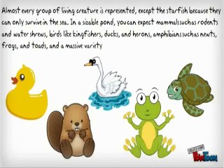 Pond Dye Trivia - AquaDye