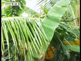 Kĩ thuật canh tác cây ca cao - Phần 1- Nghề nông