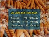 Kỹ thuật canh tác ngô lai tại Việt Nam- Nghề nông