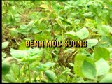 Kỹ thuật chăm sóc khoai tây vụ đông phần 1- Nghề nông