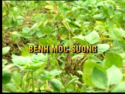 Kỹ thuật chăm sóc khoai tây vụ đông phần 1- Nghề nông