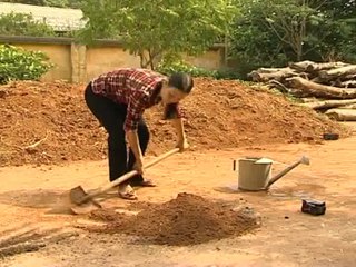 Kỹ thuật gây trồng keo tai tượng phần 1- Nghề nông